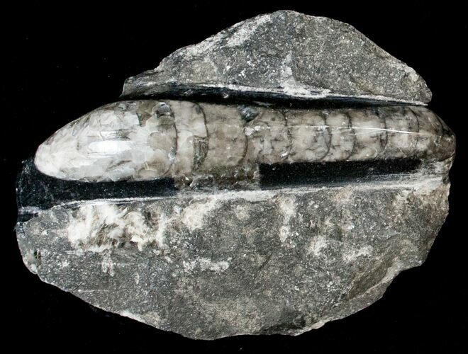 Small Polished Orthoceras (Cephalopod) #18160